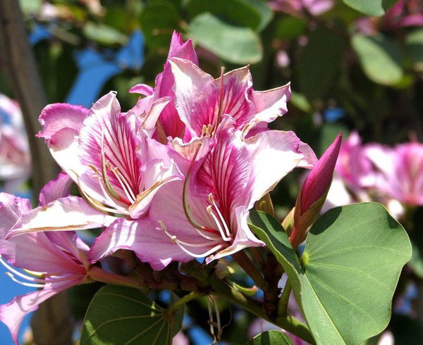 Галина Лобурец