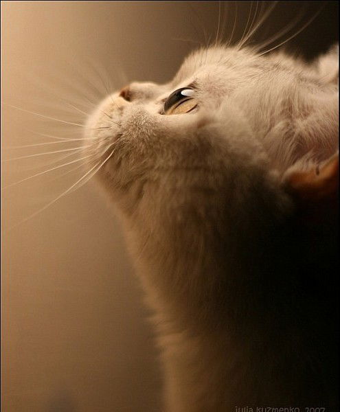 Вера Дорошевская