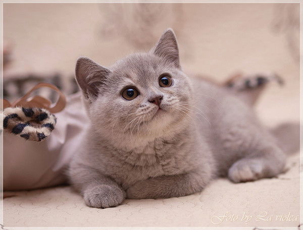 Лучия Руссу