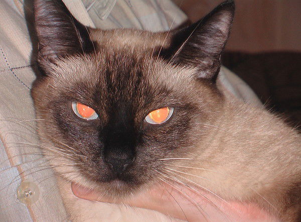 Евгения Косберг