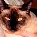 Евгения Косберг
