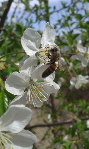 Егемен Казакстан Егемен Казакстан