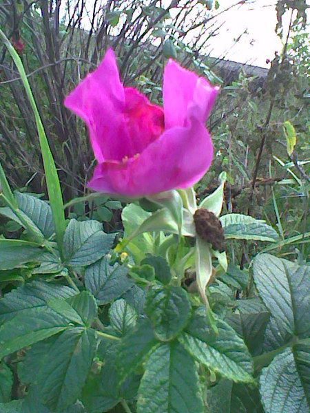 Елена Горячева