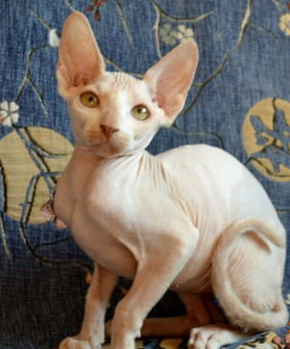 Марина Фроловская