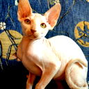 Марина Фроловская