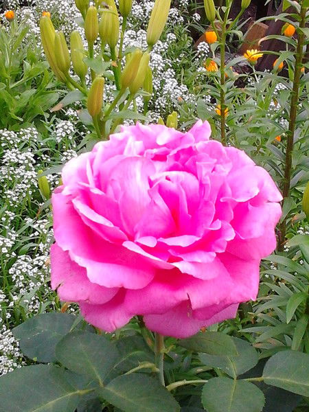 Света Войтко