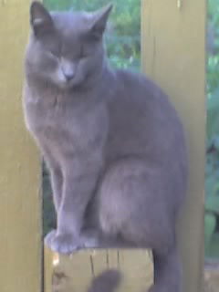 Нонна Семяшкина