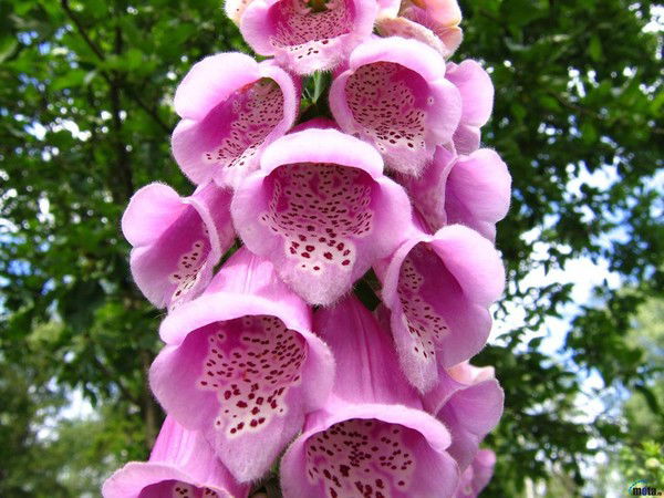 Гузель Сафина