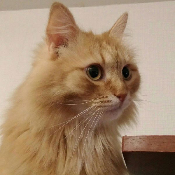 Александр Юров