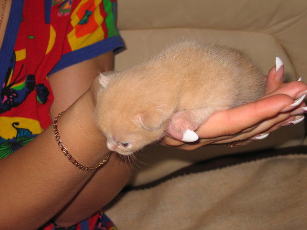 Ирина Гончарова