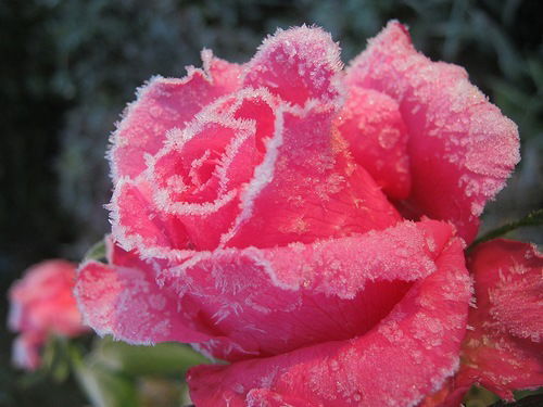 Мария Строчёная