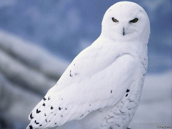 Кана Миками