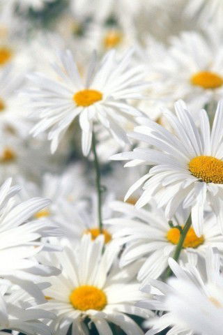 Наталья Чабан