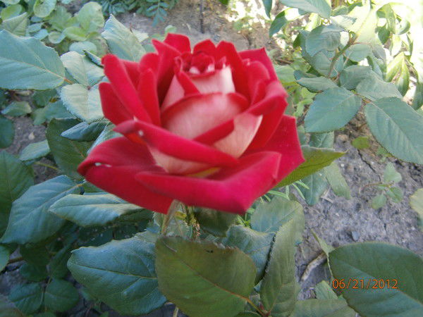 Татьяна Вальтер