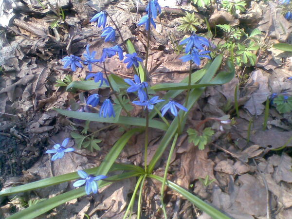 Елена Мохова