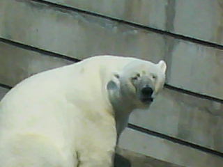 Дмитрий Боков