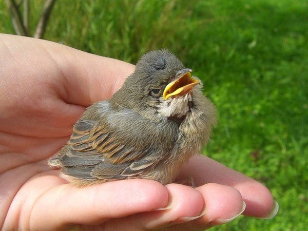 Ян Троицкий