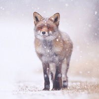 Регина Галюлина