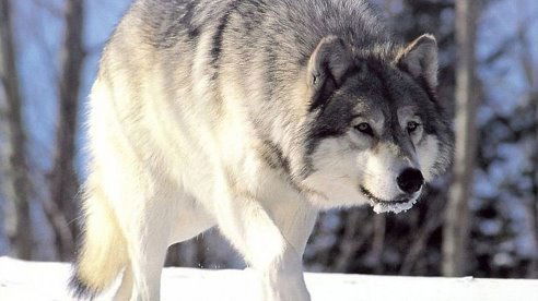 Сергей Чернов