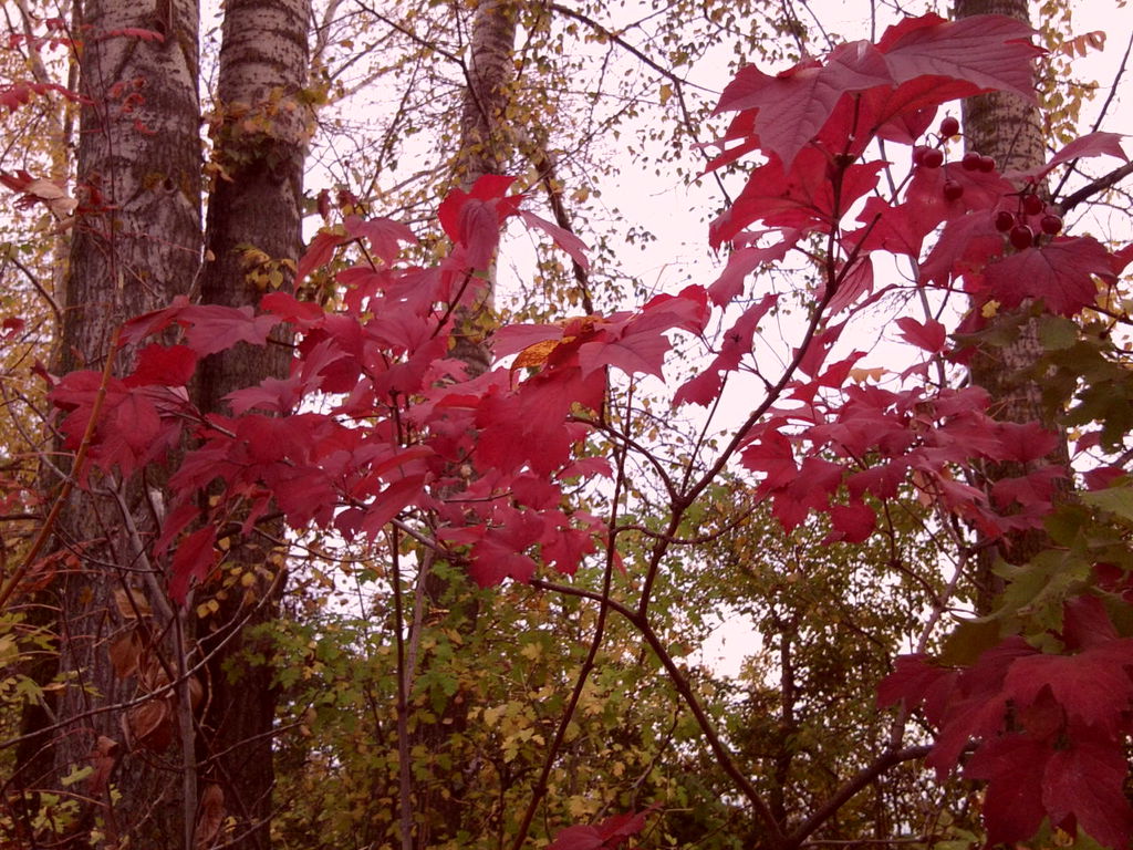 Александра Ермакова