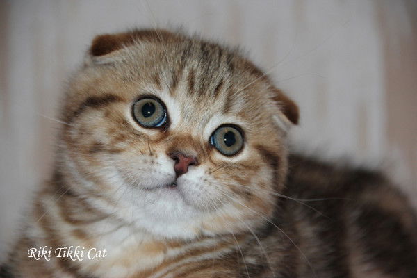 Юлия Журавлева