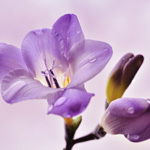 Сауле Бекбатырова