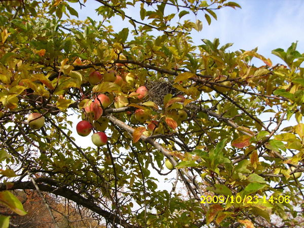 Олег Головченко