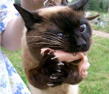 Антон Шароглазов