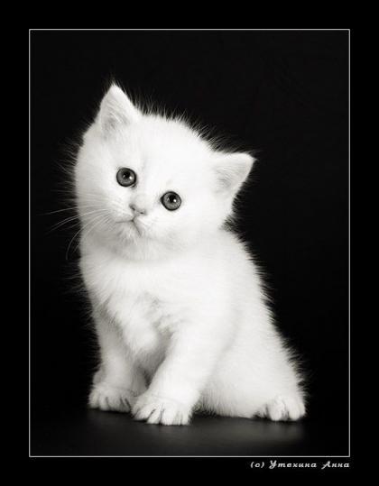 Лариса Алексина