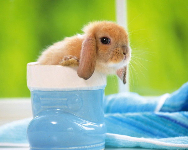 Илья Леонтьев