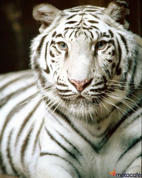 Валентина Лушникова