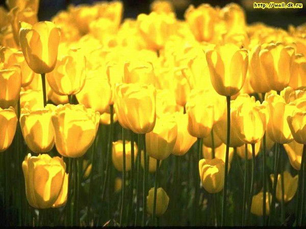 Камшат Байдосова