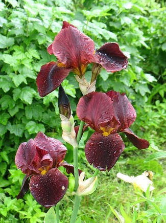 Вера Кузина