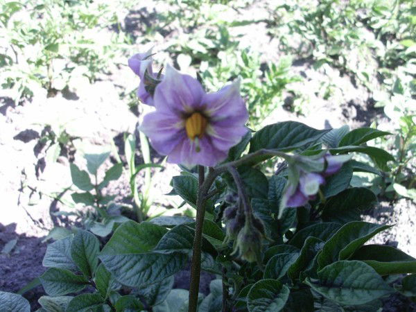 Николай Сердечный