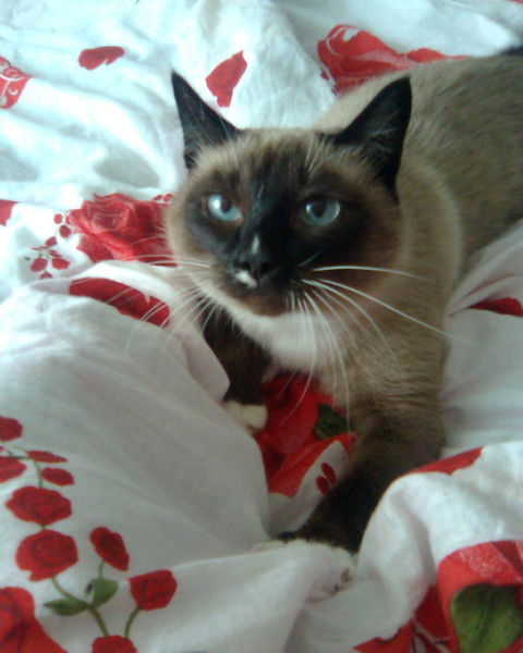 Марина Зимина