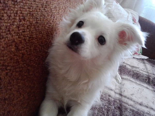 Елена Колтунова