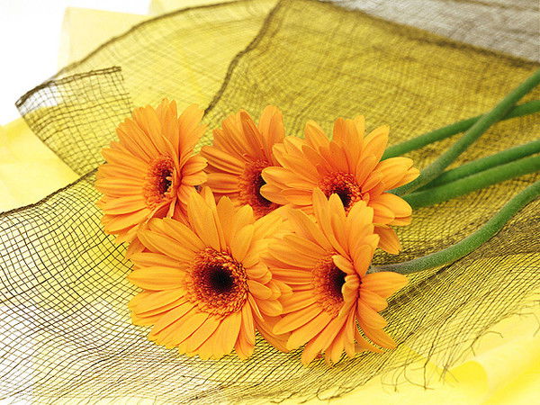 Эльмира Самматова