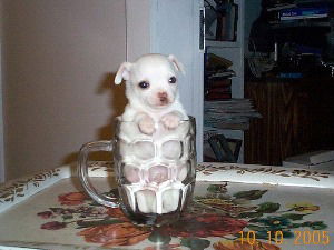 Андрей Курилов