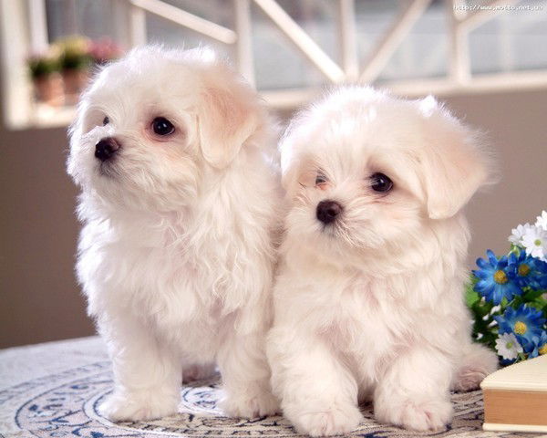 Ирина Ирина