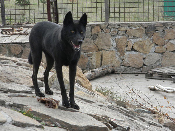 Наталья Трифонова