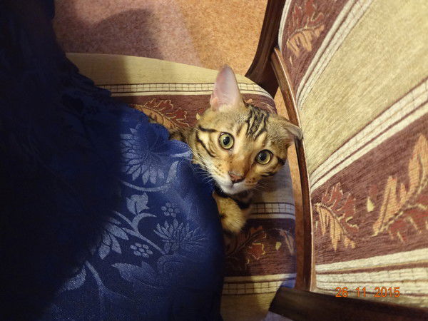 Ольга Вострецова