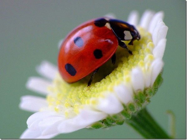 Юлия Манченко