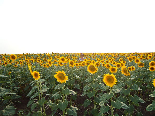 Елена Бочкарёва