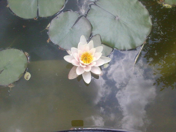 Светлана Полякова