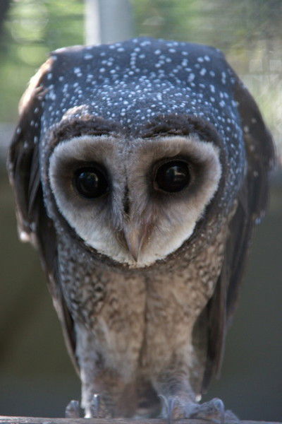 Наталия Лёвочкина