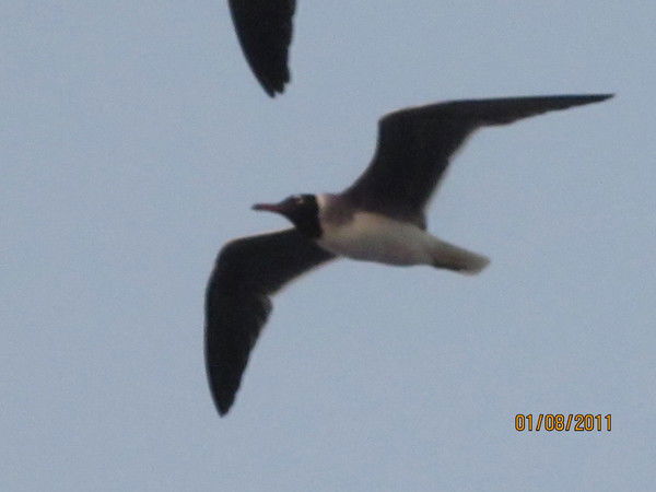 Вероника Ульянова