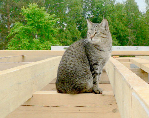 Алина Дорожкина