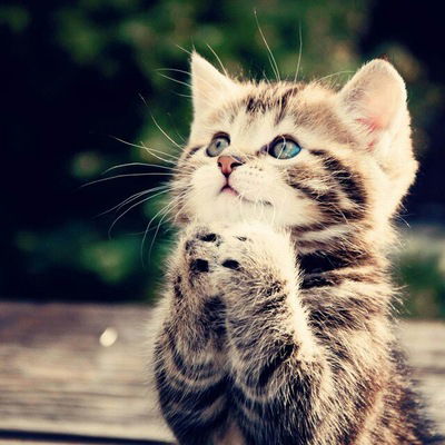 Снежана Лоскутова