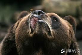 Денис Павлюк