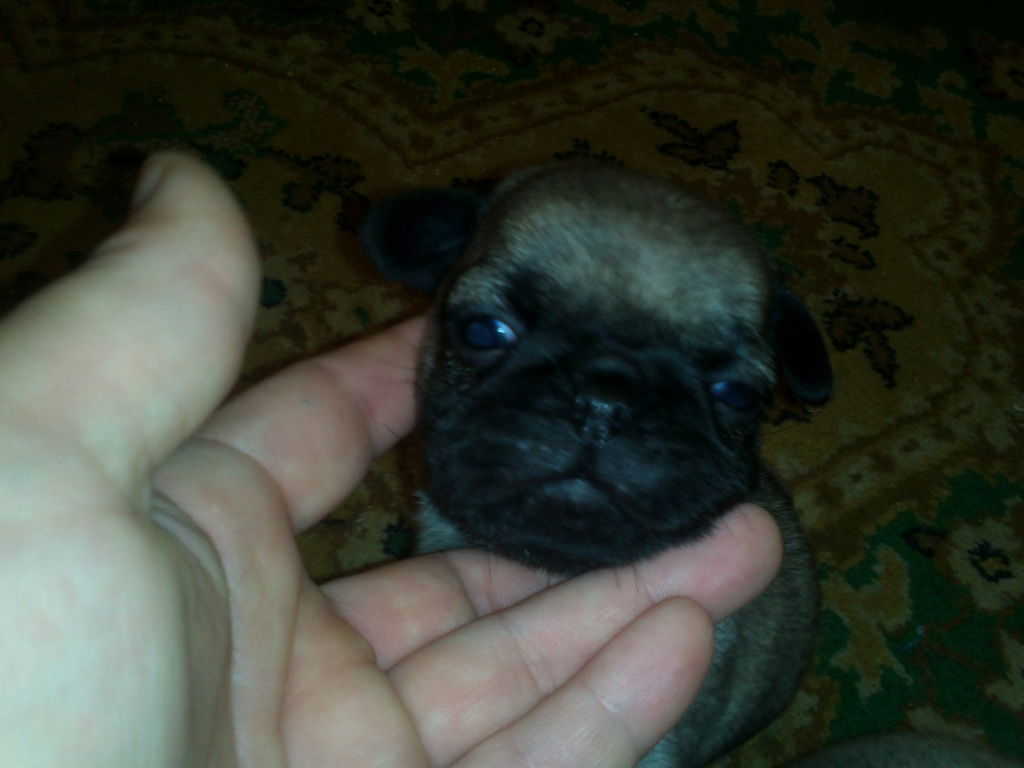 Елена Комиссарова